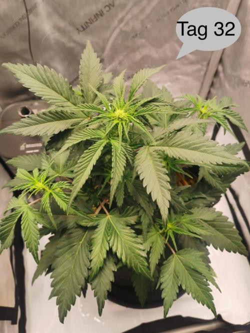 Apricot Auto. Week 5