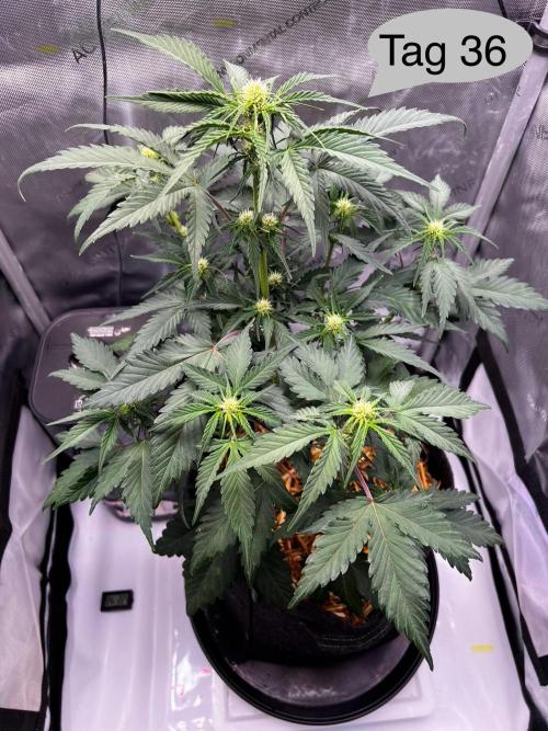 Apricot Auto. Week 6
