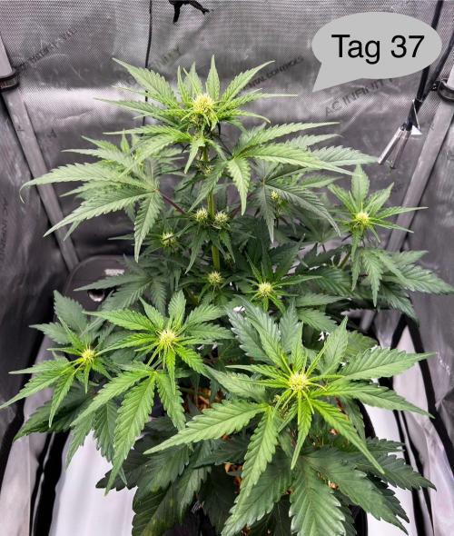 Apricot Auto. Week 6
