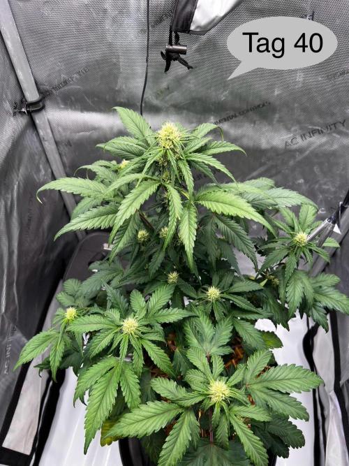 Apricot Auto. Week 6