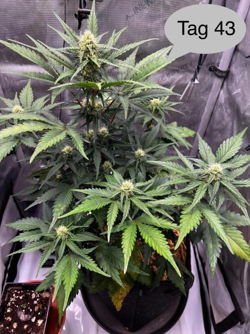 Apricot Auto. Week 7