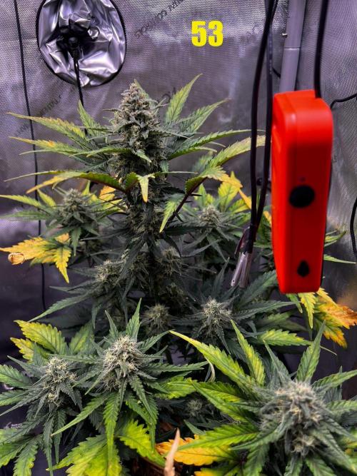 Apricot Auto. Week 8
