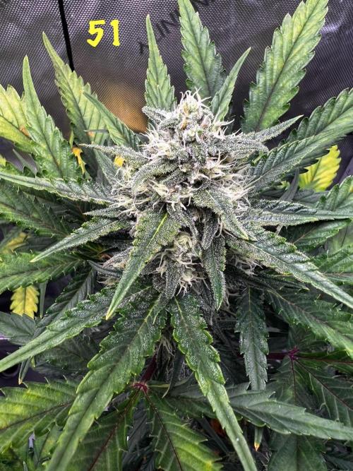 Apricot Auto. Week 8