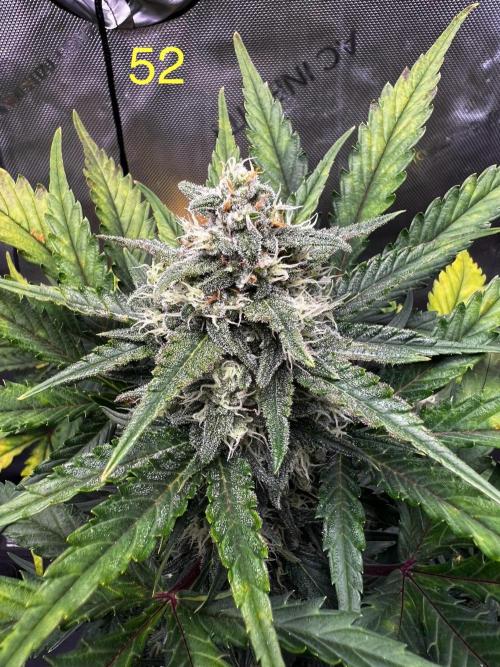 Apricot Auto. Week 8