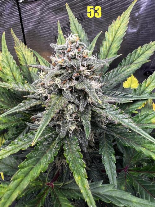 Apricot Auto. Week 8