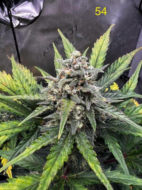 Apricot Auto. Week 8