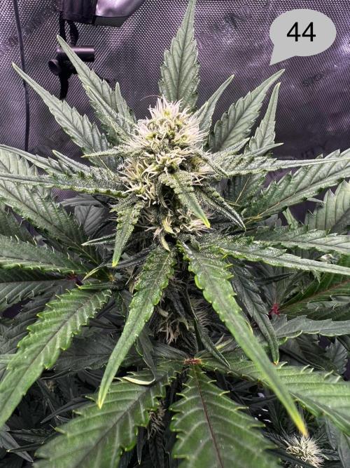 Apricot Auto. Week 7