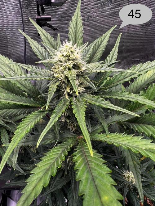 Apricot Auto. Week 7