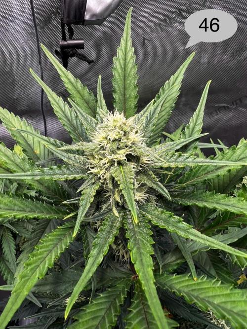 Apricot Auto. Week 7