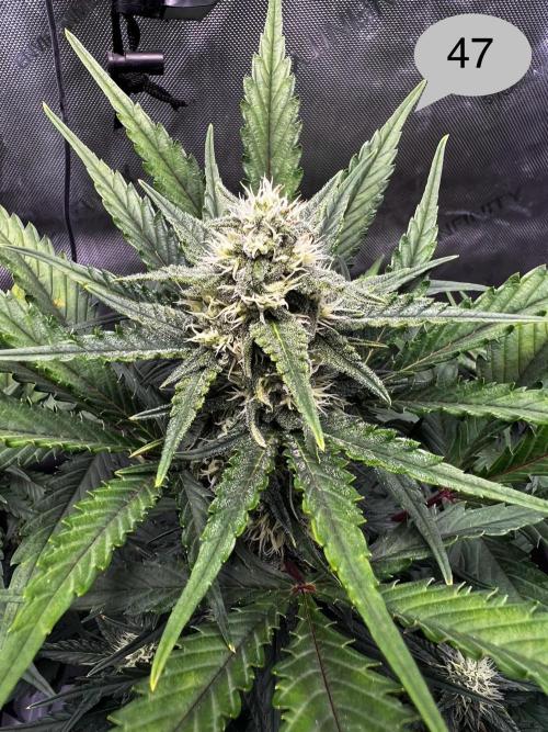 Apricot Auto. Week 7