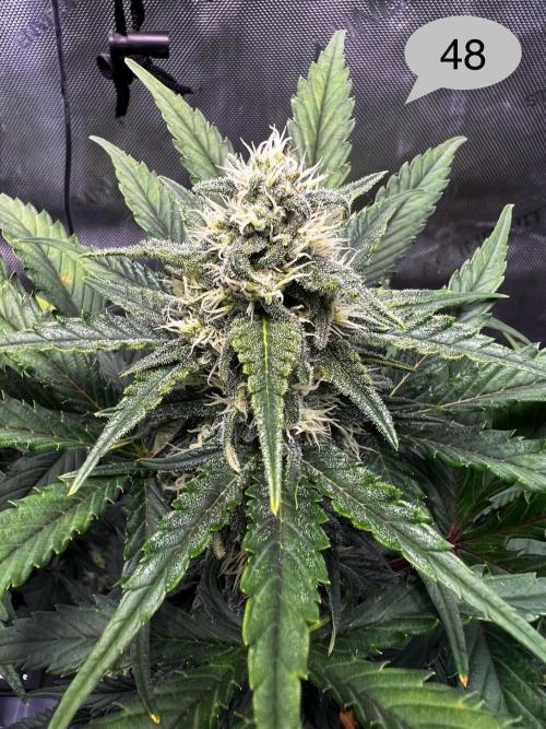 Apricot Auto. Week 7