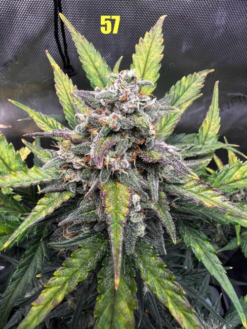 Apricot Auto. Week 9