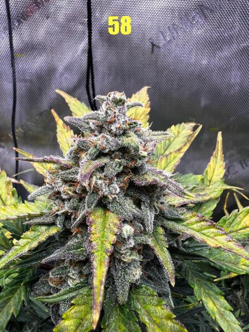 Apricot Auto. Week 9
