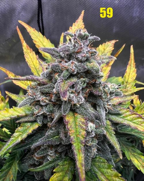 Apricot Auto. Week 9