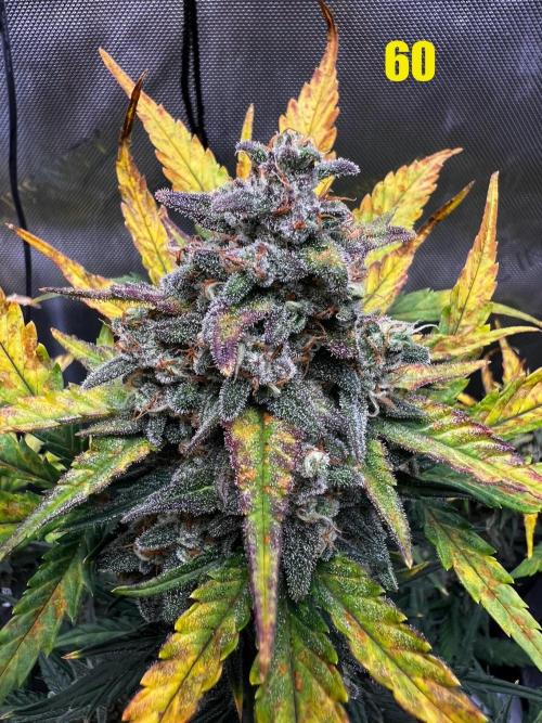 Apricot Auto. Week 9
