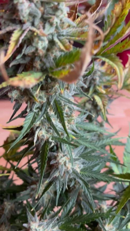 Apricot Auto