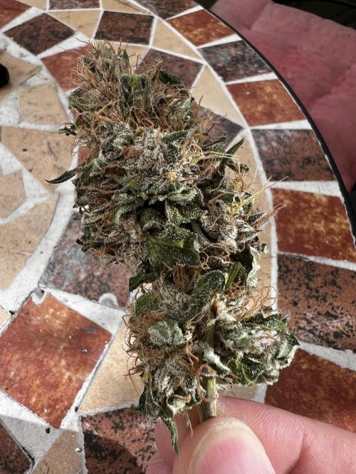 La Bomba !!!. Week 14