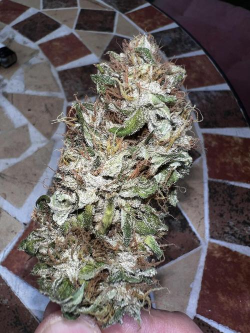 La Bomba !!!. Week 14