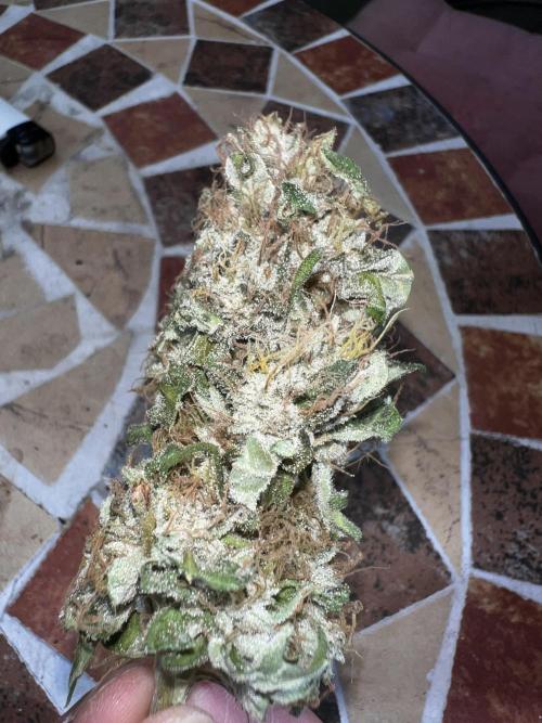 La Bomba !!!. Week 14