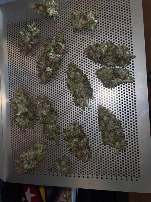 La Bomba !!!. Week 14
