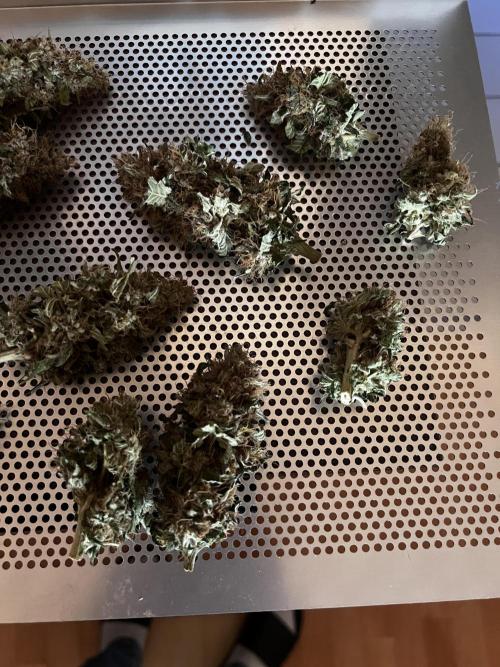 La Bomba !!!. Week 14