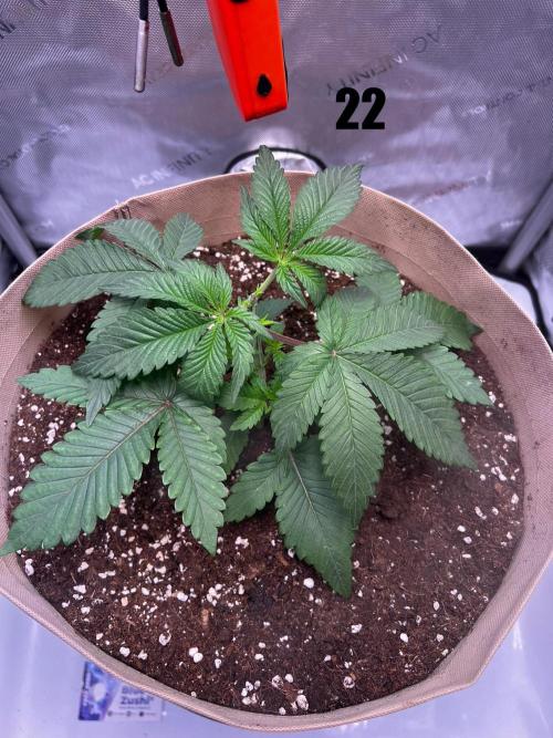Blue Zushi Free Seed!. Week 4