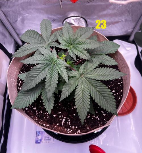 Blue Zushi Free Seed!. Week 4