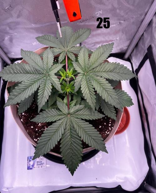 Blue Zushi Free Seed!. Week 4