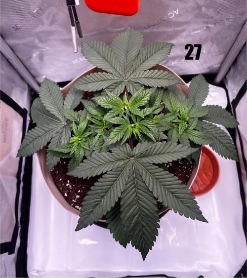 Blue Zushi Free Seed!. Week 4