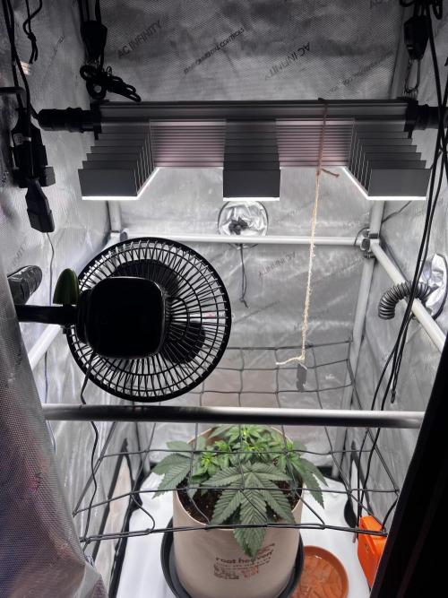 Blue Zushi Free Seed!. Week 4