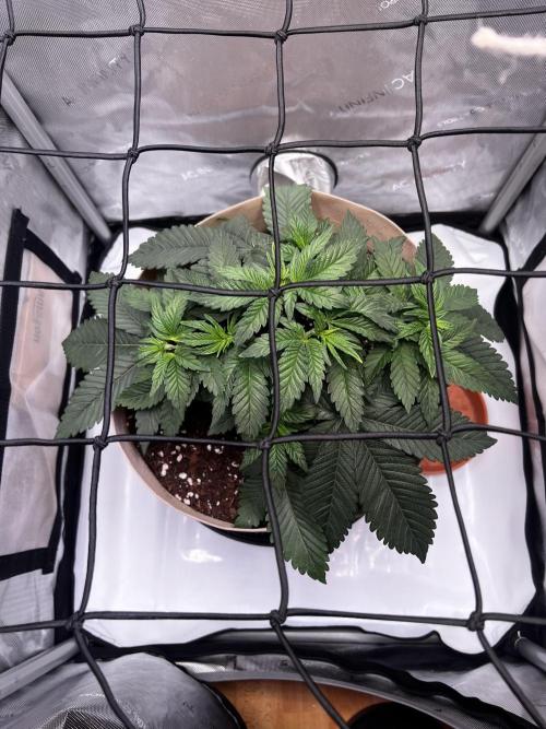Blue Zushi Free Seed!. Week 4