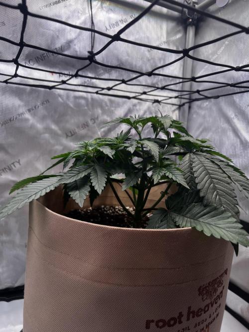 Blue Zushi Free Seed!. Week 4