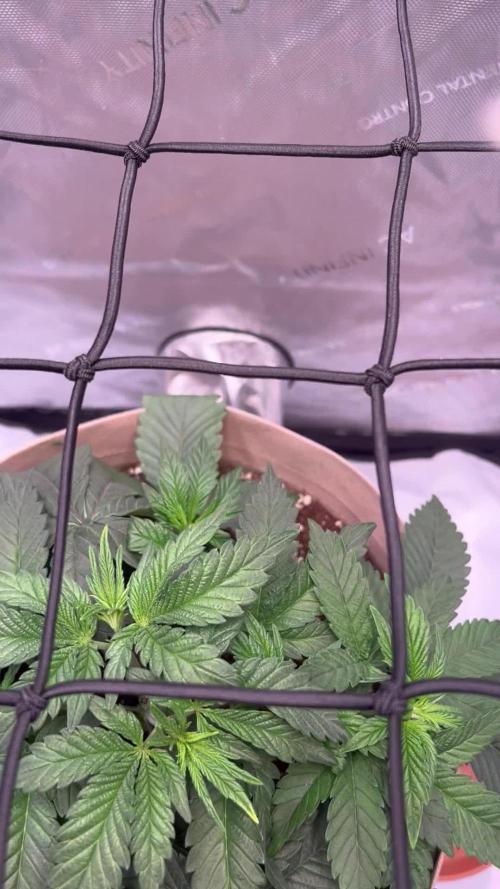Blue Zushi Free Seed!