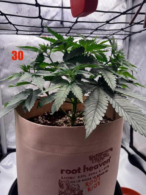 Blue Zushi Free Seed!. Week 5