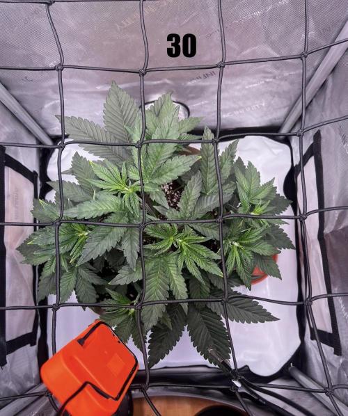Blue Zushi Free Seed!. Week 5
