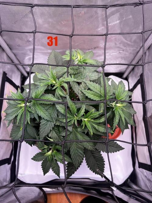 Blue Zushi Free Seed!. Week 5