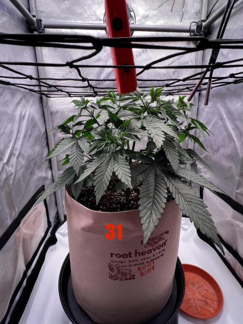 Blue Zushi Free Seed!. Week 5