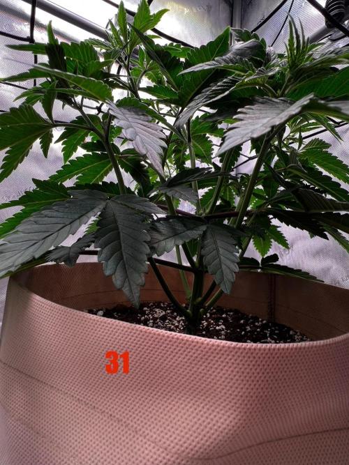 Blue Zushi Free Seed!. Week 5