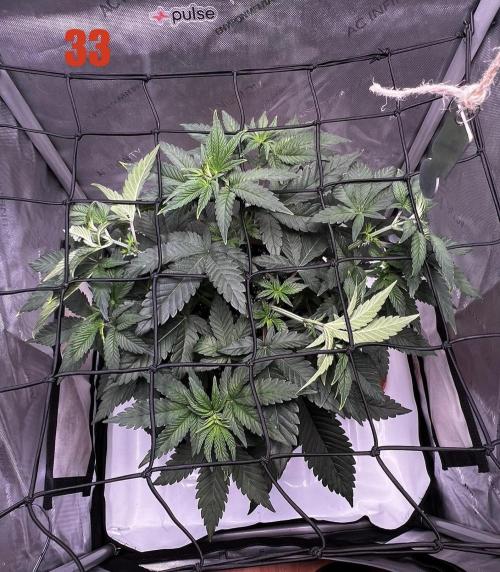 Blue Zushi Free Seed!. Week 5