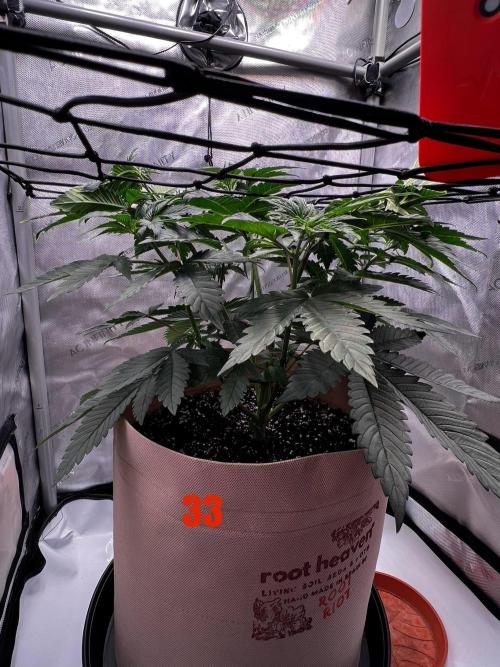 Blue Zushi Free Seed!. Week 5