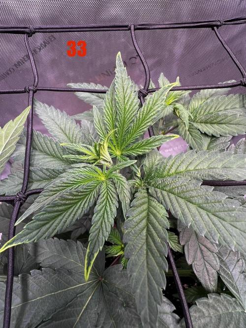 Blue Zushi Free Seed!. Week 5 - Hat irgend wer eine Ahnung was das sein könnte? Überdüngung oder zu viel Wasser? 