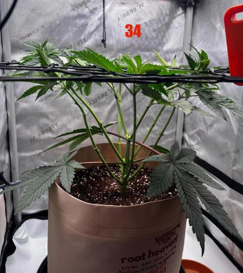 Blue Zushi Free Seed!. Week 5