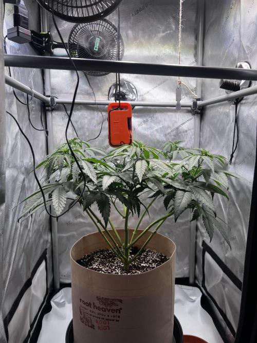 Blue Zushi Free Seed!. Week 6