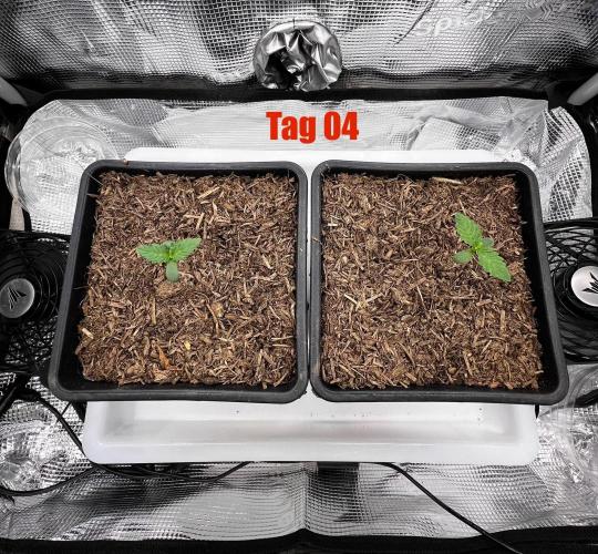 PL von FB in 2 Liter Bio-Hanferde Test!. Week 1