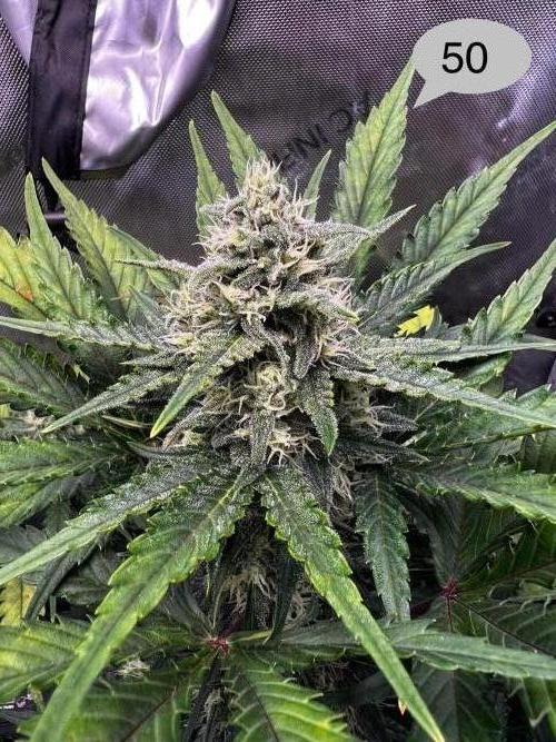 Apricot Auto. Week 8
