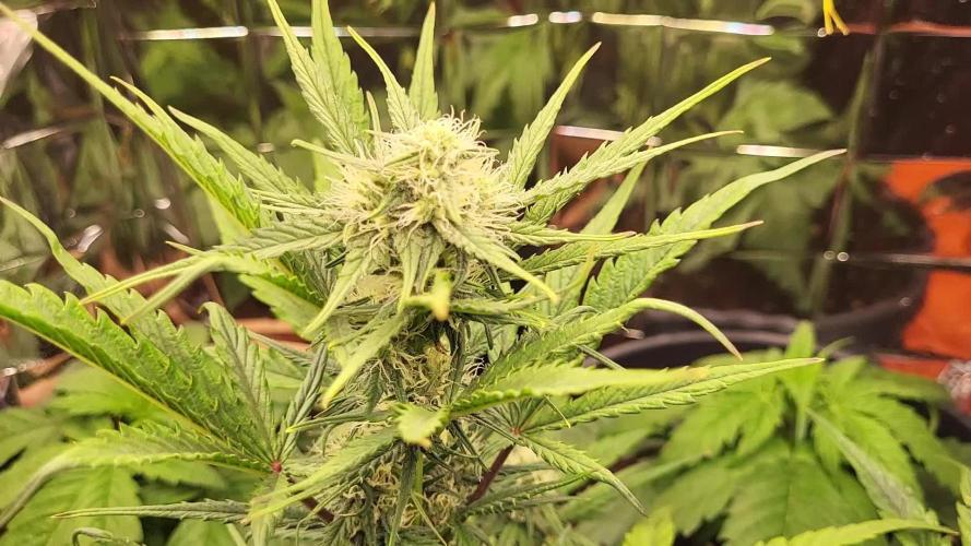 Bubble kush automatic