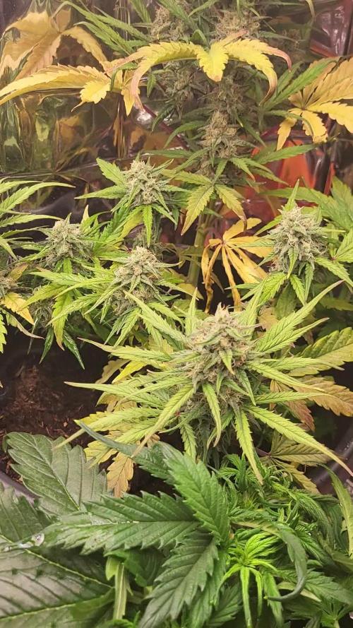 Bubble kush automatic