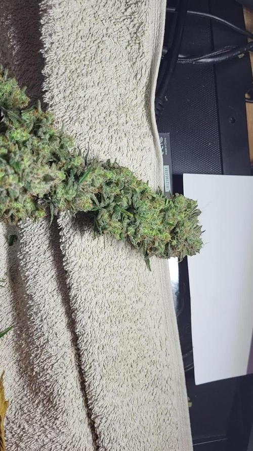 Bubble kush automatic