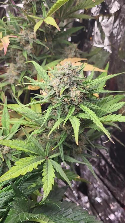 Bubble kush automatic