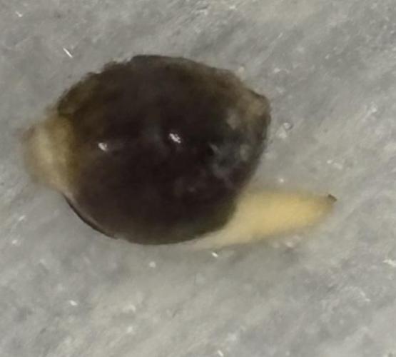 West Coast O.G Auto Run #2 (Coco Coir). Week 0 - Day #2